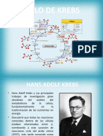 Ciclo de Krebs