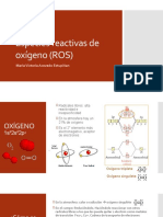 Especies Reactivas de Oxígeno (ROS)