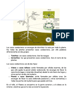 Los Vasos Conductores Se Encargan de Distribuir La Savia Por Toda La Planta