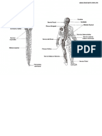 Sistema Nervioso Con Nombres PDF