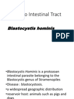 Gastro Intestinal Tract: Blastocystis Hominis