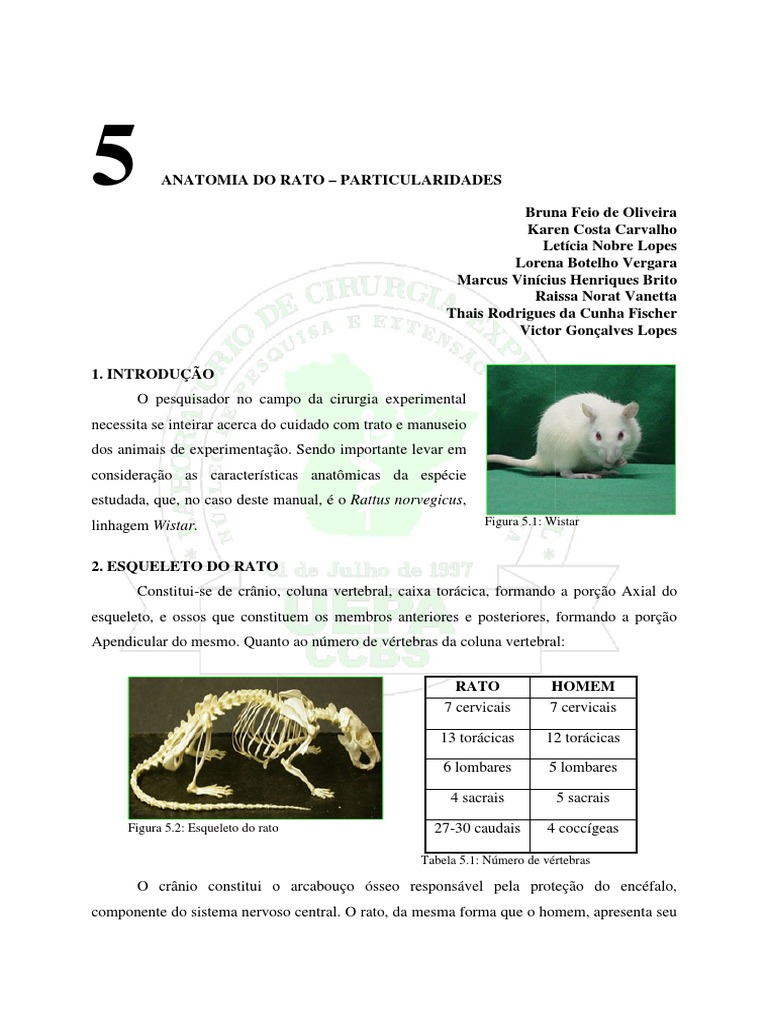 Anatomia Do Rato PDF | PDF | Rim | Coração