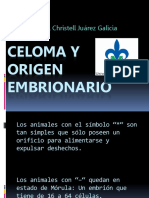 Celoma y Origen Embrionario