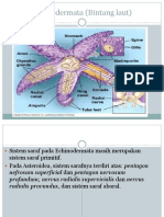 Sistem Saraf Pada Vertebrata1