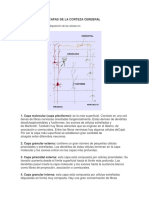 Capas de La Corteza Cerebral
