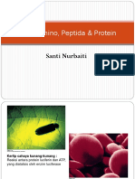Asam Amino Peptida Protein