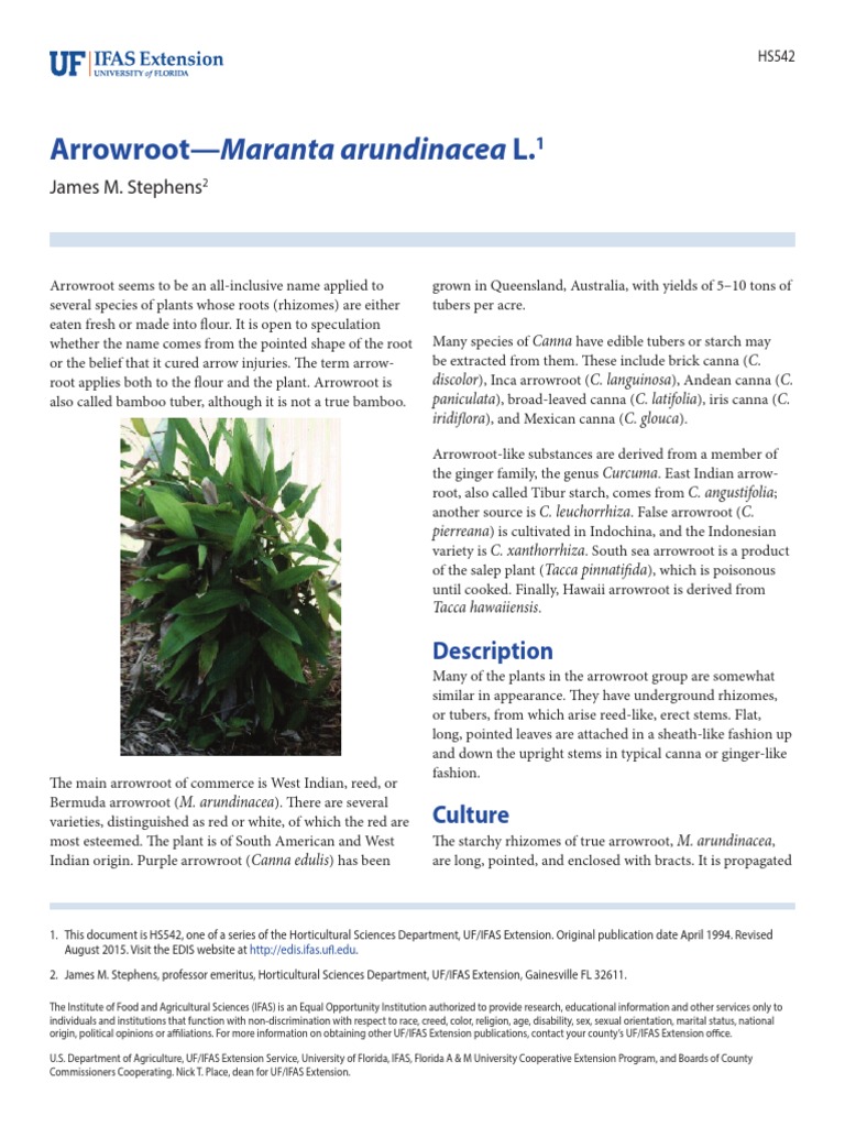 Arrowroot-Maranta Arundinacea L.1 | PDF | Plants | Agronomy