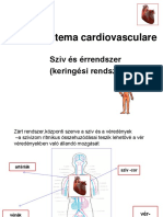 Szív És Érrendszer Anatómia - Prezentáció