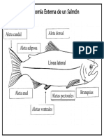 Anatomía de Un Salmón