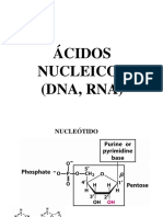 Clase Estructura Ac Nucleicos-duplicación-transcripción-traducción- (1)