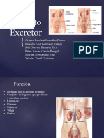 Aparato Excretor