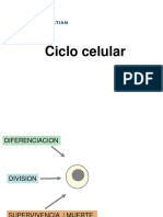 Clase 14 - Ciclo Celular