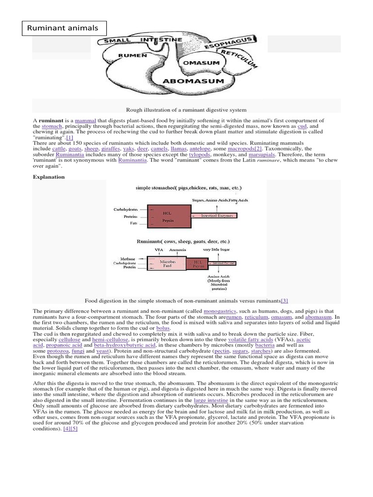 Ruminant visual data 2