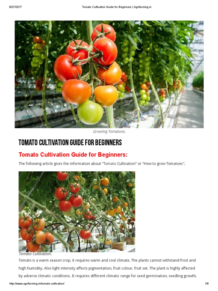 Tomato Cultivation Guide for Beginners _ Agrifarming