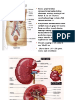 Renal