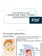 Glandulas Anexas de Tubo Digestivo
