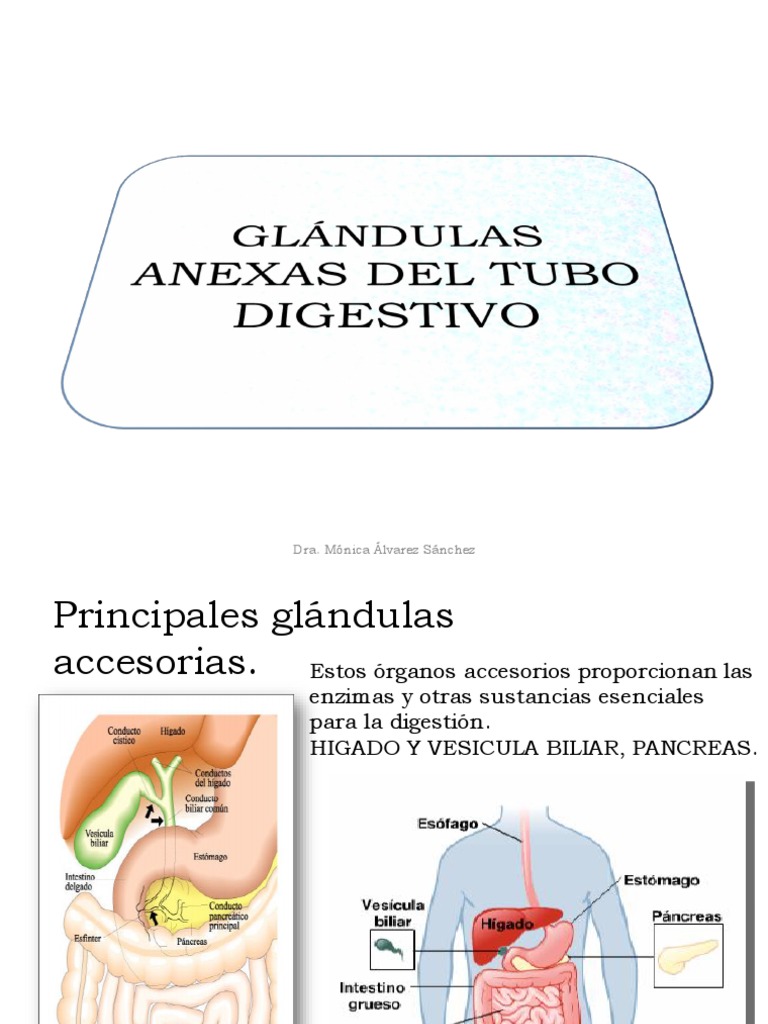 Glandulas Anexas de Tubo Digestivo Páncreas Hígado
