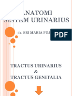 SISTEM URINARIUS with dr.sri maria.pptx