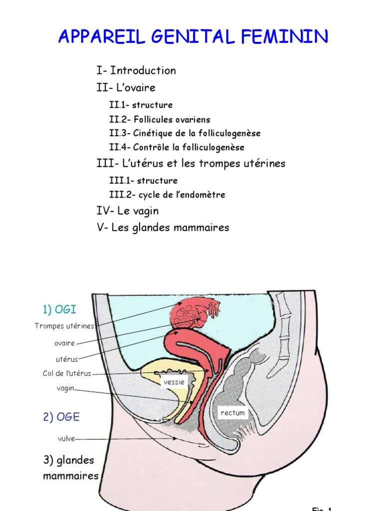 Schema De L Appareil Reproducteur Feminin