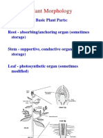 01C-Morphology.pdf