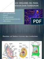 Identifikasi Organel Sel Pada Bakteri Hewan Dan Tumbuhan