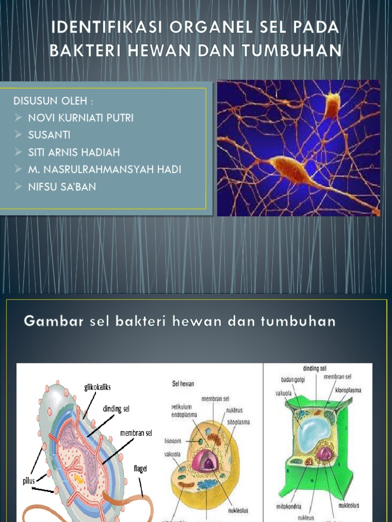  Gambar  Badan  Golgi Pada Sel  Hewan Tempat Berbagi Gambar 