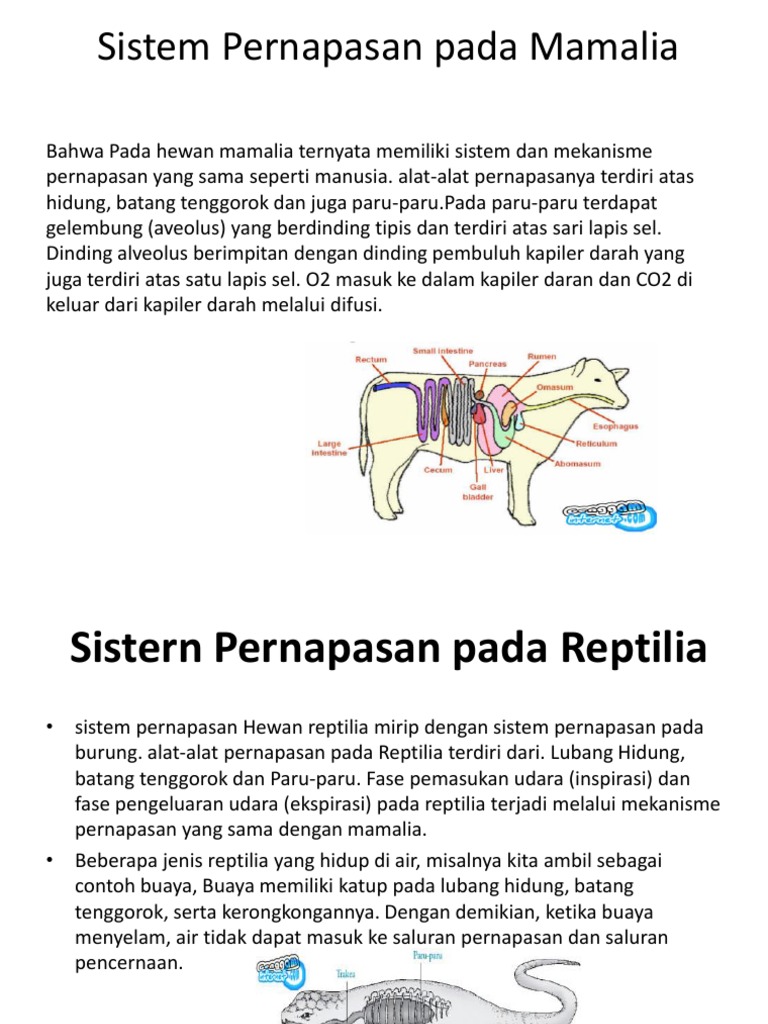 870+ Gambar Pernapasan Hewan Mamalia HD Terbaik Gambar Hewan