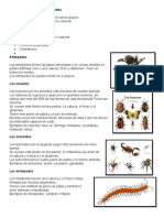 Clasificación invertebrados