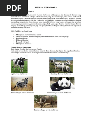 Hewan Herbivora