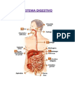 Sistema Digestivo