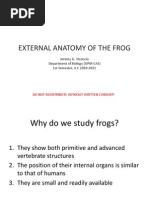 Download External Anatomy of the Frog by abigail_estrecho SN35837455 doc pdf