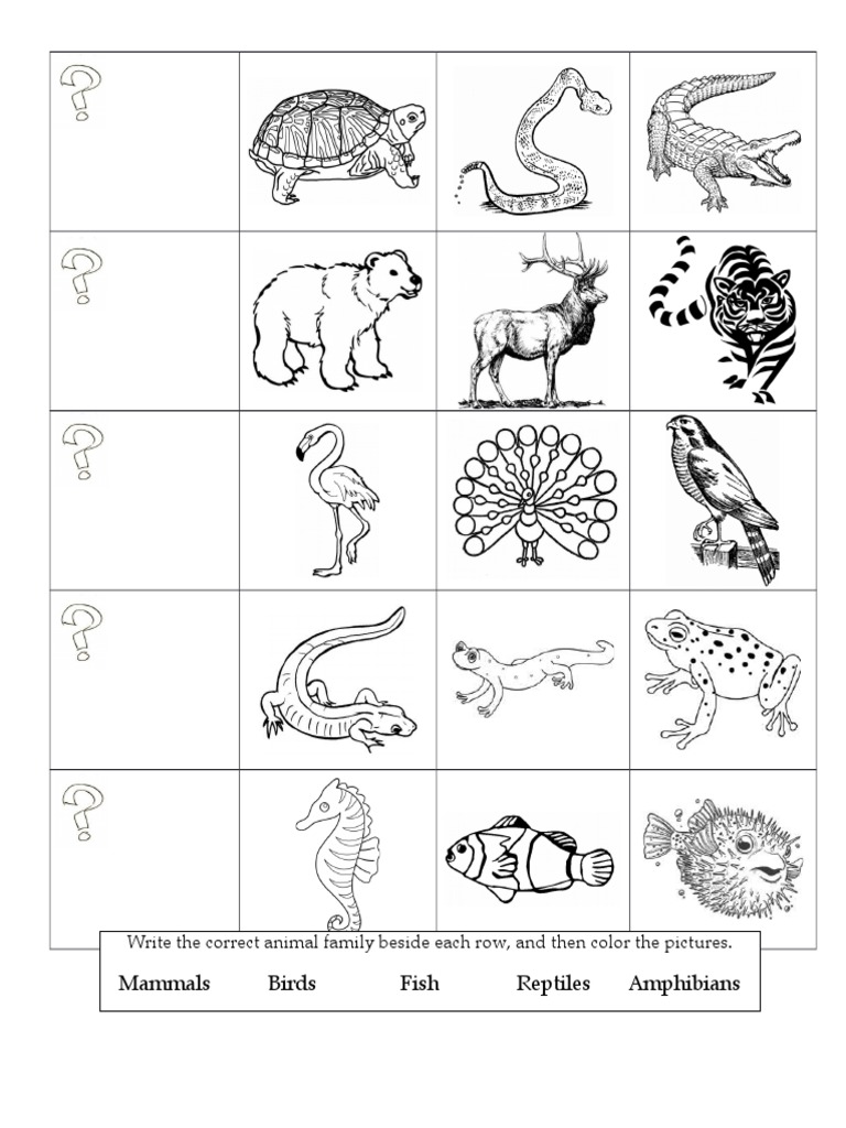 Animal Classification Worksheet PDF