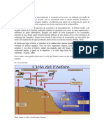 Ciclo Del Fósforo