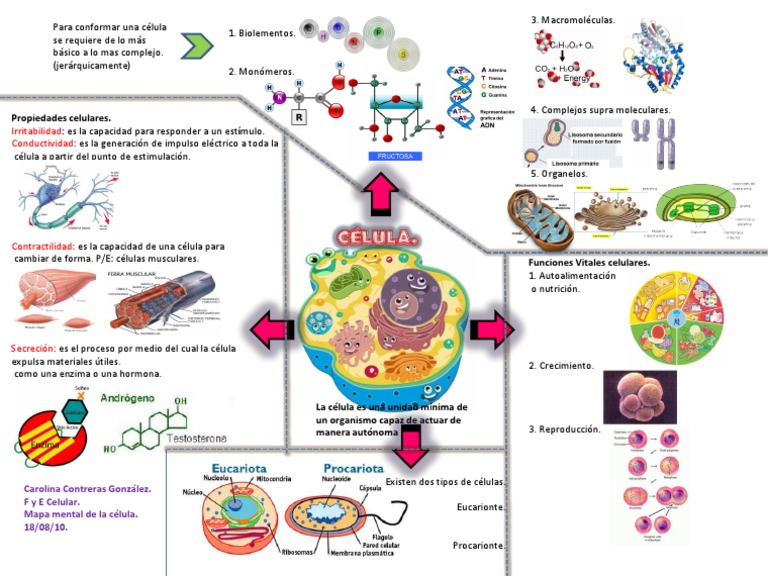 Mapa Mental Celula Biología Celular Organismos