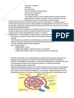 anatomie-nefrologie