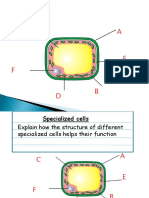 Specialized Cells and Funtion
