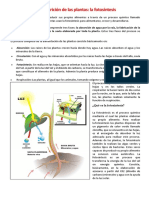 La Nutrición de Las Plantas - Primer Grado