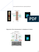 Alignment of The Chromosomes in Metaphase of Mitosis