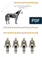 5b. CAVALLS PER DINS.pdf