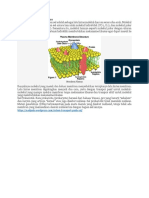 Materi Transpor Pasif