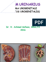 Anatomi Sistem Urinarius PDF