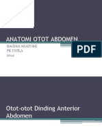 Anatomi Otot Abdomen