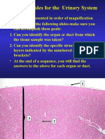 Urinary Histology Slides