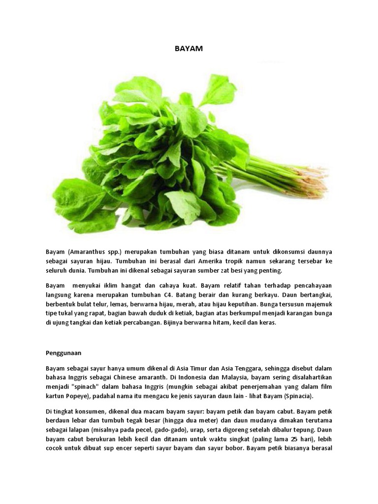 Gambar Kartun Daun Bayam - Gambar Kartun