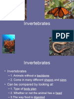 Invertebrates New2