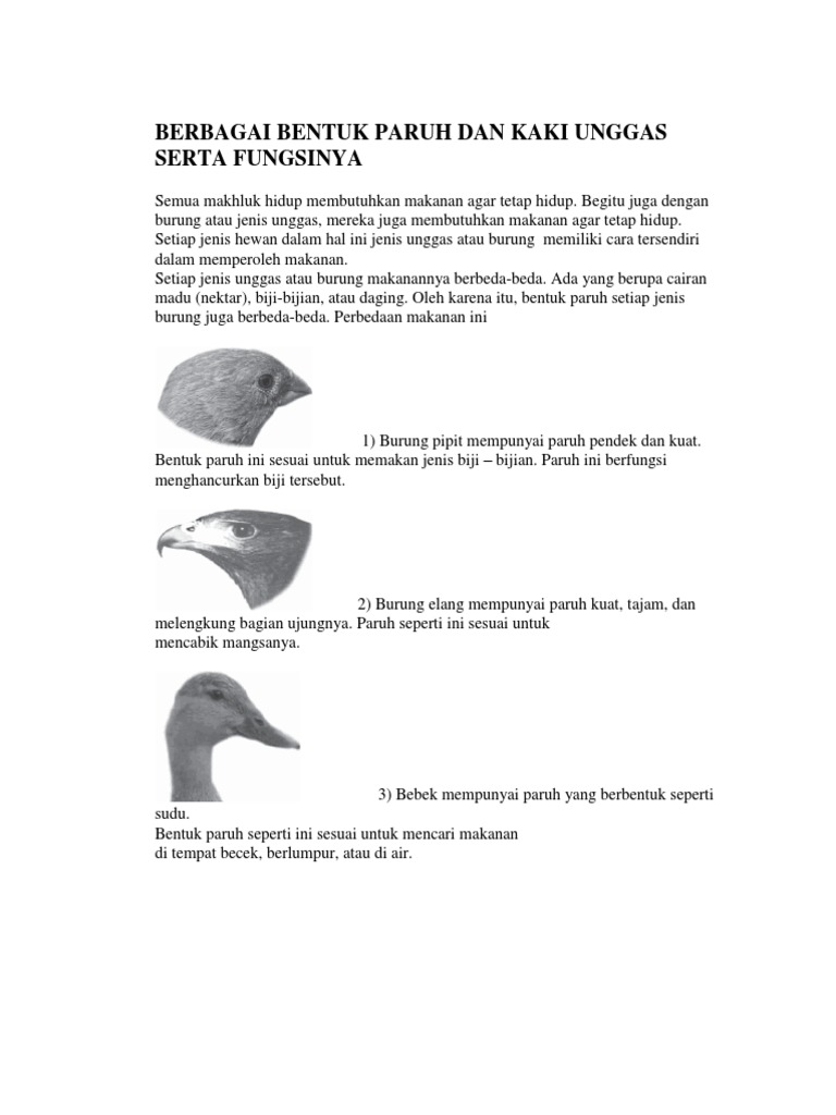 Berbagai Bentuk Paruh Dan Kaki Unggas Docx