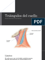 Triángulos Del Cuello