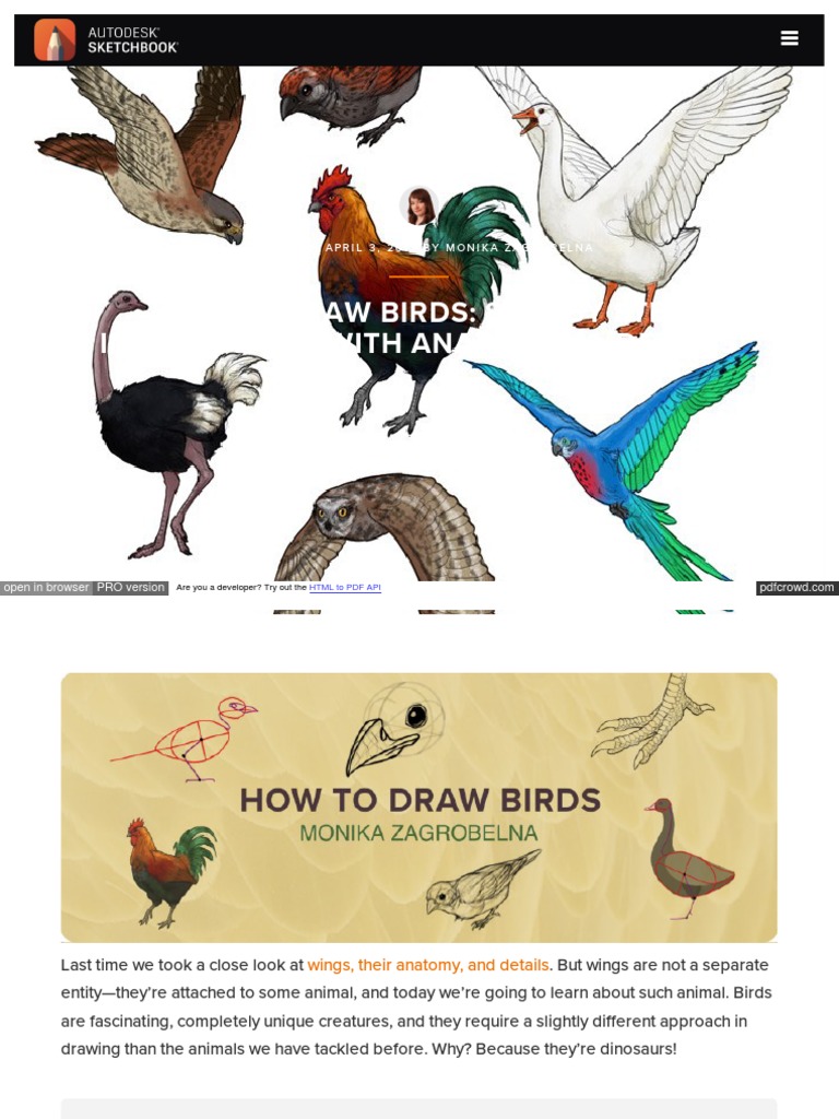 Sketchbook How To Draw Birds Owl Birds