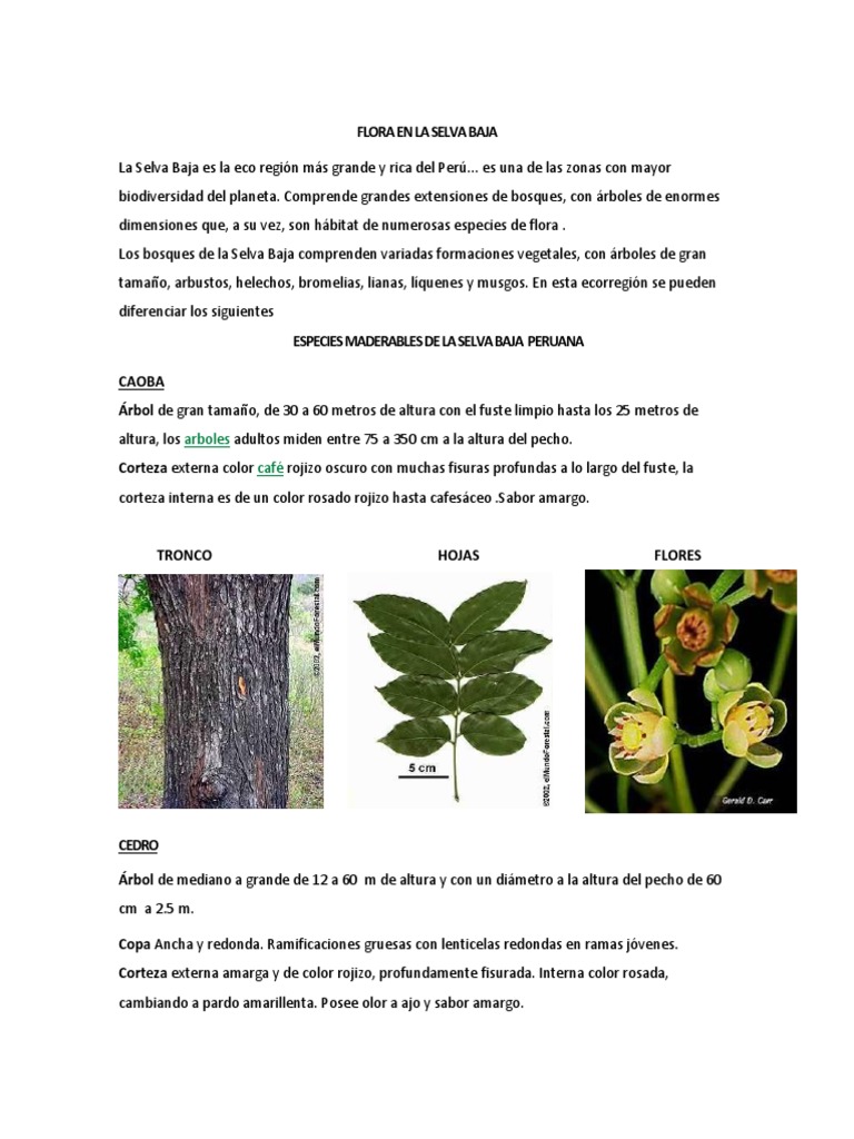Flora en La Selva Baja | Árboles | Bosque pluvial