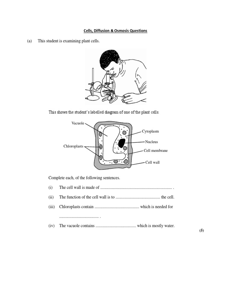 Cells, Diffusion & Osmosis Questions | PDF | Vacuole | Cell (Biology)